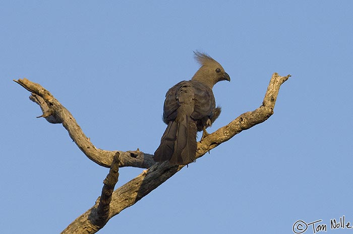 Africa_20081030_235214_457_2X.jpg - The grey lourie is also called the "Go-Away Bird".  Madikwe Reserve, South Africa.