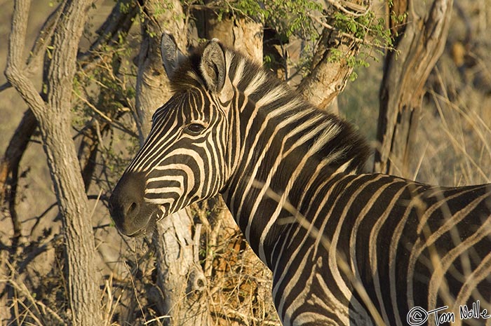 Africa_20081031_000604_477_2X.jpg - A zebra stallion watches over his small herd as the sun rises on a hot day in Madikwe Reserve, South Africa.