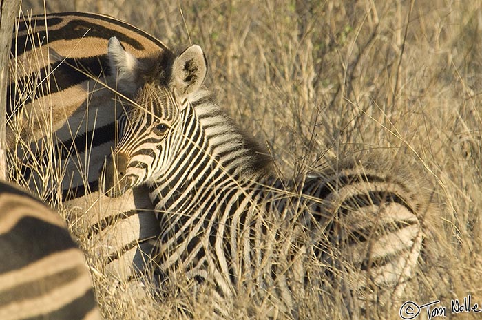 Africa_20081031_000908_491_2X.jpg - A very young zebra colt stays well inside the small herd for protection from predators.  Madikwe Reserve, South Africa.