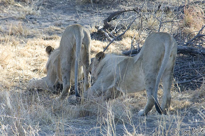 Africa_20081031_010448_524_2X.jpg - Two young male lions happen to do a big but somewhat undignified stretch at the same time.  Madikwe Reserve, South Africa.