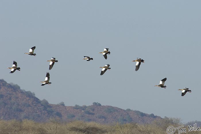 Africa_20081031_010704_545_2X.jpg - Egyptian geese circle for a landing in a watehole on a hot day in Madikwe Reserve, South Africa.