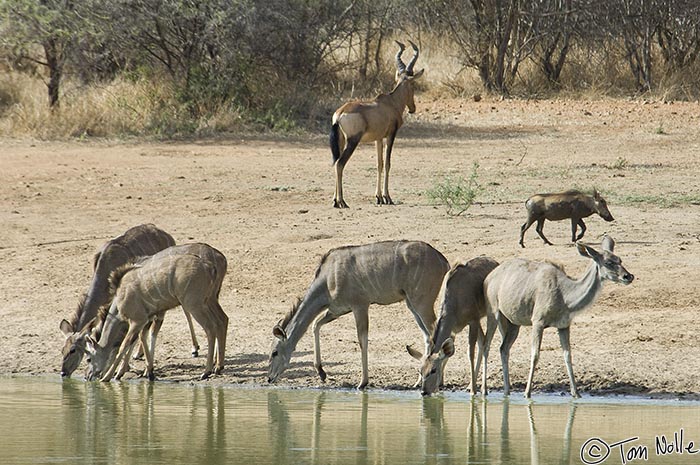 Africa_20081031_021426_562_2X.jpg - As the mercury climbs above 115 degrees F, a kudu, some impala, a red hartebeest and a warthog all look for some water.  Madikwe Reserve, South Africa.