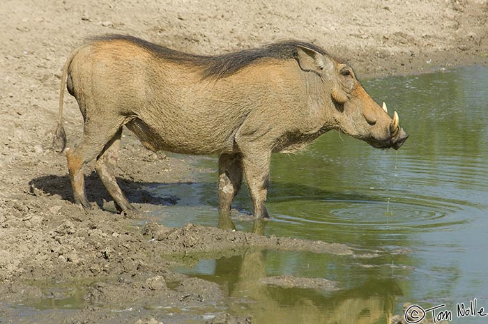 Africa_20081031_021854_583_2X.jpg - You can tell by the light dusty cover on this warthog that it's hot, but the waterhole is making things better.  Madikwe Reserve, South Africa.