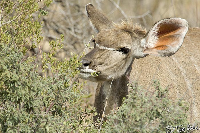 Africa_20081031_023636_602_2X.jpg - A kudu cow grabs a munchie from a handy bush in Madikwe Reserve, South Africa.