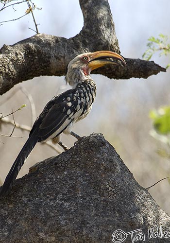 Africa_20081031_031904_611_2X.jpg - A yellow hornbill poses on a rock in Madikwe Reserve, South Africa.