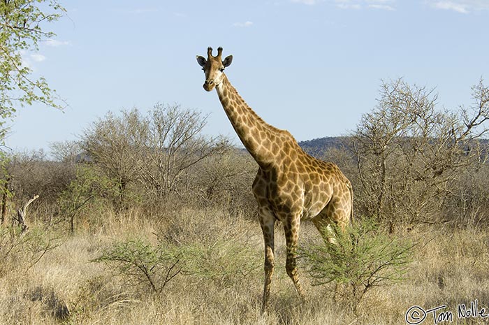 Africa_20081031_103026_622_2X.jpg - This giraffe is a female; there are tufts of hair on top of the short knobby horns, which males do not have.  Madikwe Reserve, South Africa.