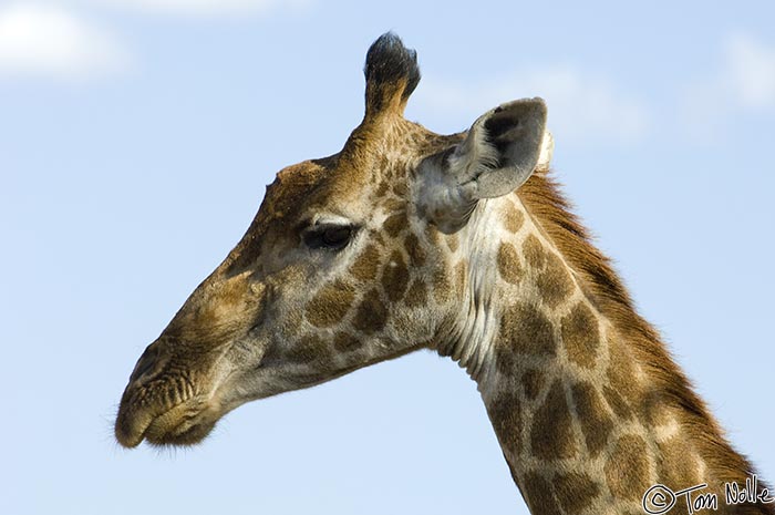 Africa_20081031_103036_627_2X.jpg - A close-up of the head of the giraffe shows the tufts of hair on the horns clearly; on males these would be worn away by combat.  Madikwe Reserve, South Africa.