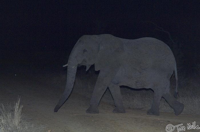 Africa_20081031_130512_726_2X.jpg - An elephant isnt' the thing you'd like to run into at night, and this is only one of a group.  Madikwe Reserve, South Africa.