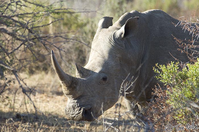 Africa_20081101_005648_743_2X.jpg - This white rhino is checking us out, but it's the smaller black rhino that are more likely to be aggressive.  Madikwe Reserve, South Africa.