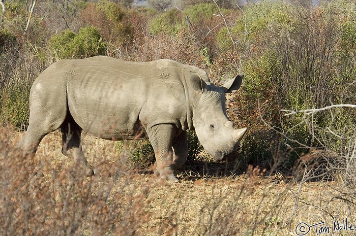 Africa_20081101_005912_768_2X.jpg - The reason the white Rhino was being careful is now clear; it's a female with a calf.  Madikwe Reserve, South Africa.