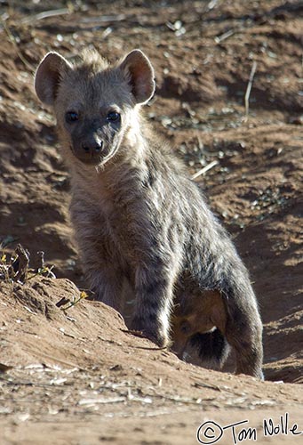 Africa_20081101_011040_833_2X.jpg - A young spotted hyena doesn't quite make it to being "cute" and knowing what he'll become makes liking his looks even harder.  Madikwe Reserve, South Africa.