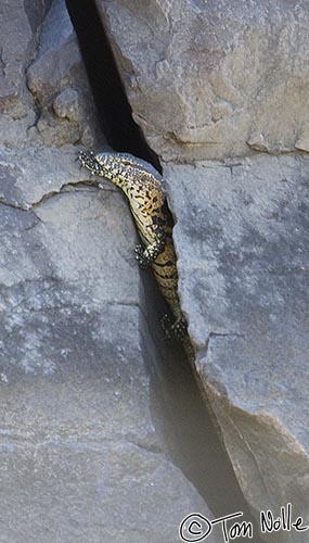 Africa_20081101_015622_868_2X.jpg - A water monitor, a large lizard, in a rocky crack.  Madikwe Reserve, South Africa.