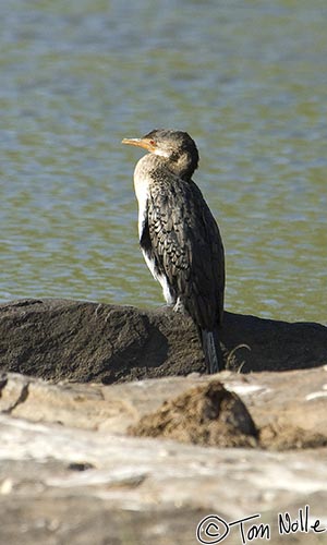 Africa_20081101_015724_869_2X.jpg - This is a juvenile reed cormorant.  Madikwe Reserve, South Africa.