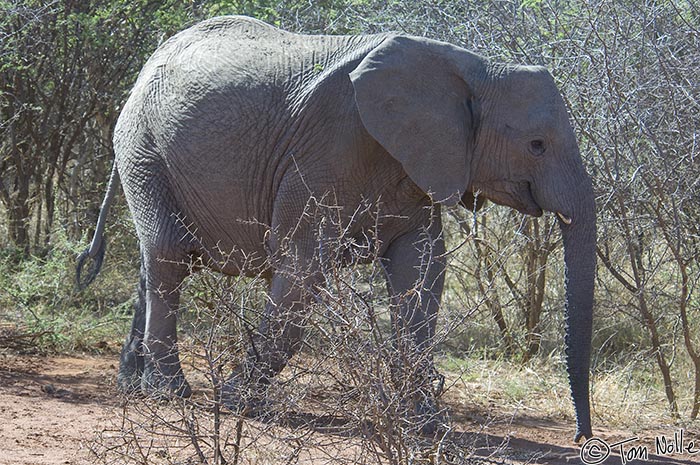 Africa_20081101_023018_896_2X.jpg - An elephant moves easily through thorns that would tear flesh off most animals.  Madikwe Reserve, South Africa.