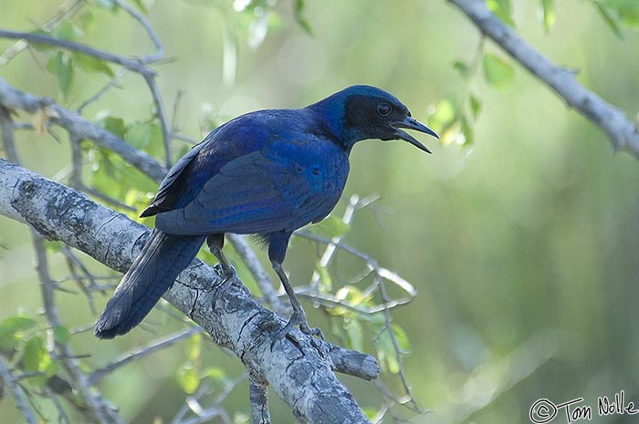 Africa_20081101_101410_907_2X.jpg - Another of the many beautiful starlings found in Africa, the burchell's starling.  Londolozi Reserve, South Africa.