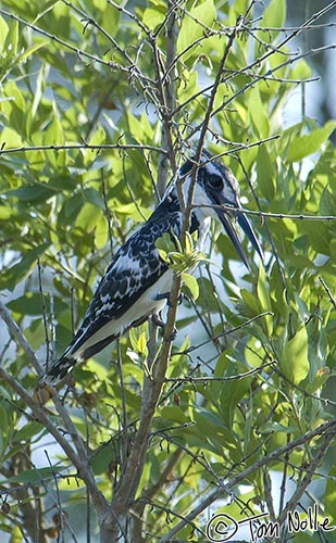 Africa_20081101_101608_908_2X.jpg - We saw this beautiful pied kingfisher almost at the moment we arrived in Londolozi Reserve, South Africa.