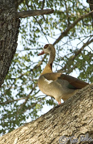 Africa_20081101_104034_938_2X.jpg - The egyptian goose has at least moved to a more stable branch!  Londolozi Reserve, South Africa.