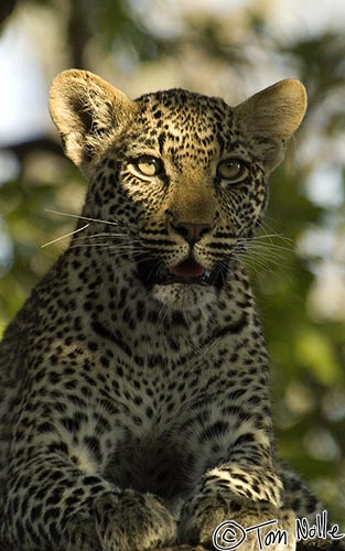 Africa_20081101_110220_991_2X.jpg - A leopard finds an area of dappled shade and sun for the obvious reason of matching its coat to surroundings.  Londolozi Reserve, South Africa.