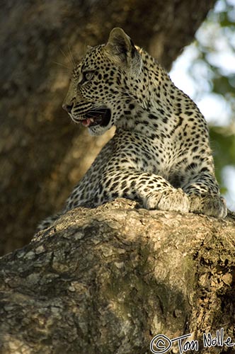 Africa_20081101_110700_041_2X.jpg - This leopard is trying to decide whether to come down or not.  Londolozi Reserve, South Africa.