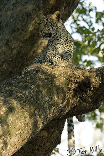 Africa_20081101_110734_047_2X.jpg - As the leopard shifts, its tail dangles down in another classic pose.  Londolozi Reserve, South Africa.