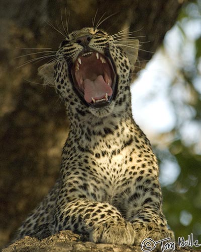 Africa_20081101_110902_052_2X.jpg - Actually, a yawn, but with a leopard it can still look a bit intimidating.  Londolozi Reserve, South Africa.