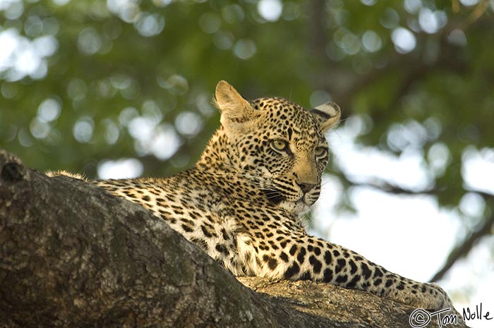 Africa_20081101_112412_095_2X.jpg - While the position of the leopard isn't all that different than past poses, we suddenly had a sense of impending movement.  Londolozi Reserve, South Africa.