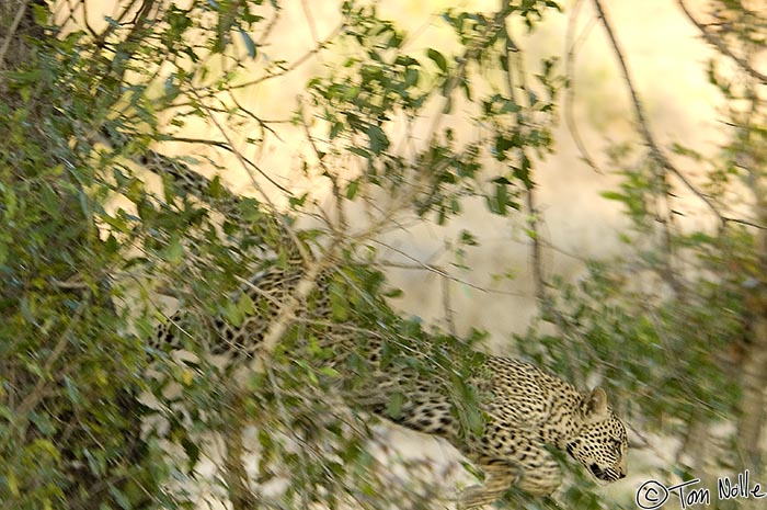 Africa_20081101_112820_100_2X.jpg - Suddenly the leopard decided to leave the tree in a burst of speed.  Londolozi Reserve, South Africa.