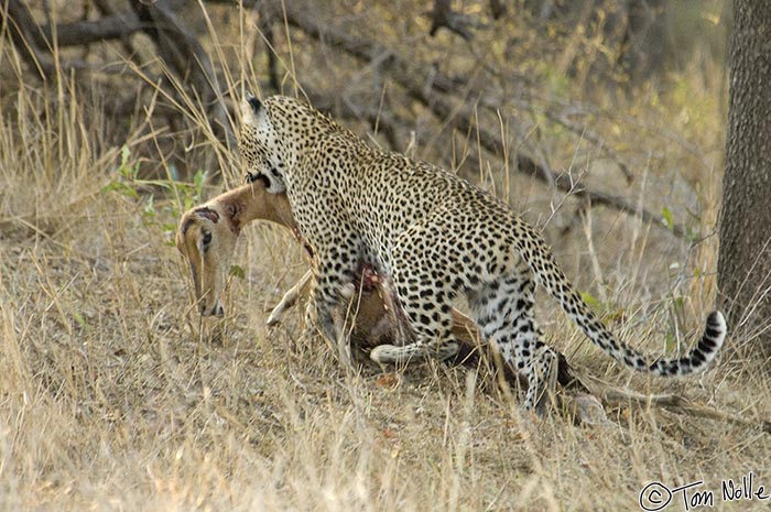 Africa_20081101_112906_116_2X.jpg - The reason the leopard moved is now clear; she has a kill.  Londolozi Reserve, South Africa.