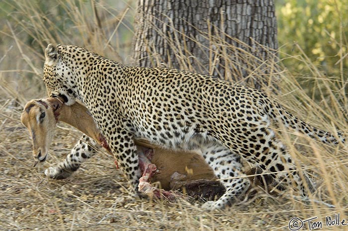 Africa_20081101_112944_125_2X.jpg - Leopards aren't able to defend kills on the ground against lions or hyenas so they will move them often, and sometimes into a tree.  Londolozi Reserve, South Africa.