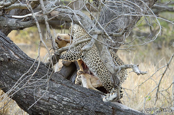 Africa_20081101_113048_137_2X.jpg - A female leopard takes an impala kill up a tree.  Londolozi Reserve, South Africa.