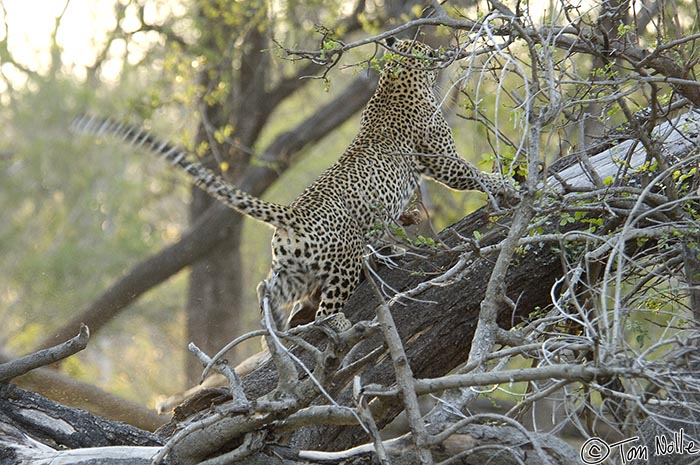 Africa_20081101_113100_143_2X.jpg - The impala probably weighs about as much as the leopard, so this is a struggle.  Londolozi Reserve, South Africa.