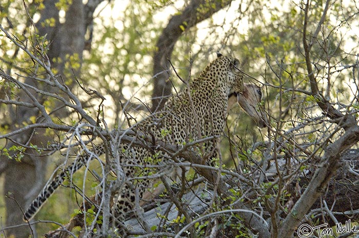 Africa_20081101_113106_146_2X.jpg - The leopard is finally getting the kill high enough to be out of the reach of other predators.  Londolozi Reserve, South Africa.