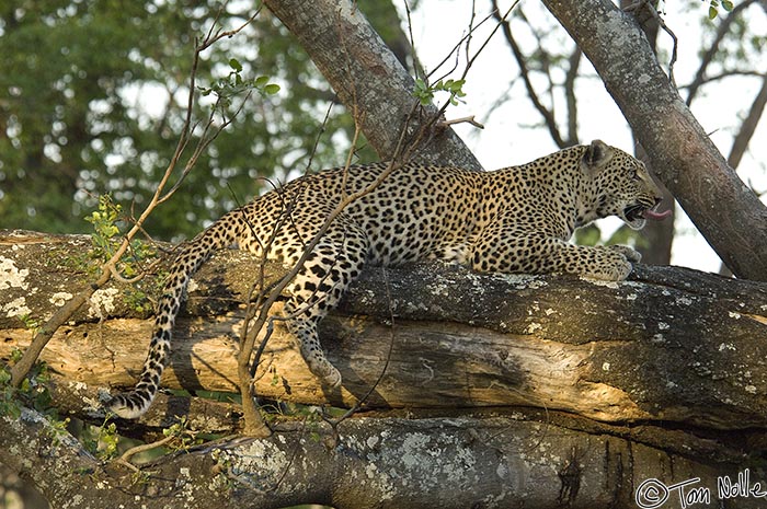 Africa_20081101_113330_152_2X.jpg - The female leopard rests after what was surely an ordeal, but she's clearly looking for something, perhaps a cub.  Londolozi Reserve, South Africa.