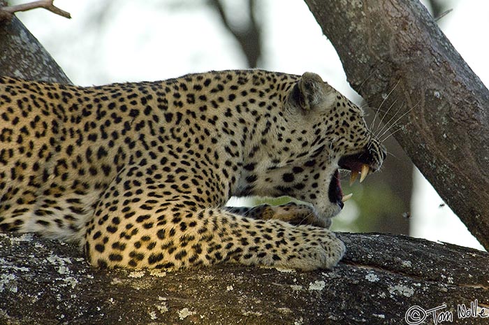 Africa_20081101_113518_167_2X.jpg - The female shows the difference between a yawn and true menace; predators guard their kills.  Londolozi Reserve, South Africa.