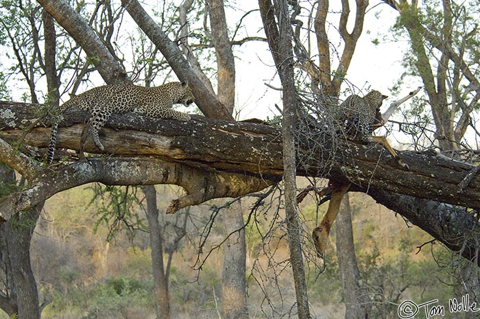 Africa_20081101_114114_209_2X.jpg - The cub, through lack of experience, has dislodged the impala fromthe tree and is now in danger of dropping it while mom looks on.  Londolozi Reserve, South Africa.