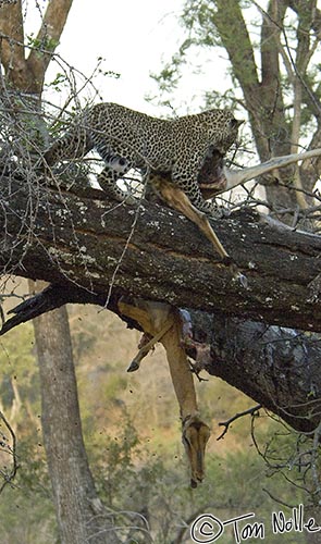 Africa_20081101_114122_213_2X.jpg - The cub, though large, is probably less than half the size of the impala kill and it's looking like he's lost control of the meal.  Londolozi Reserve, South Africa.