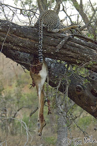 Africa_20081101_114212_228_2X.jpg - The cub sacrifies dignity for effectiveness in trying to get the kill anchored on a branch before it falls.  Londolozi Reserve, South Africa.