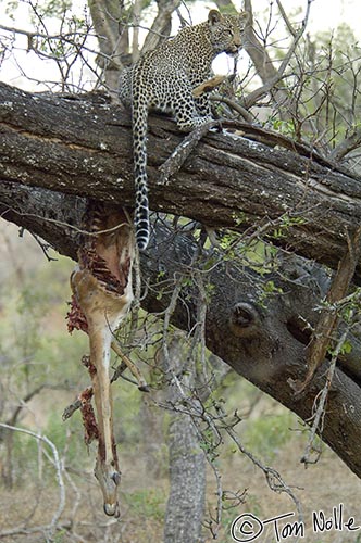 Africa_20081101_114302_237_2X.jpg - The cub has the kill anchored again, but it's still too close to the ground and he can't possibly pull it up.  Londolozi Reserve, South Africa.