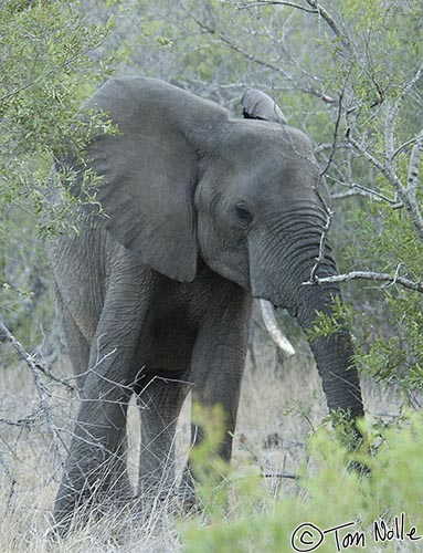 Africa_20081101_120320_252_2X.jpg - Elephants are always exciting to find, but especially when it's getting dark.  Londolozi Reserve, South Africa.