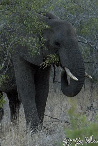 Africa_20081101_120546_261_2X.jpg - Fortunately, the large elephant is more interested in food than in stomping humans.  Londolozi Reserve, South Africa.