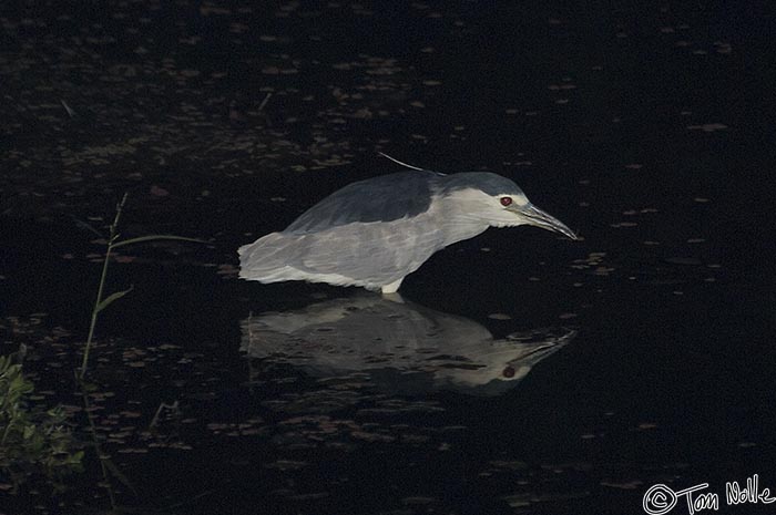 Africa_20081101_131732_269_2X.jpg - A black-crowned night heron watches for food as night finally falls in Londolozi Reserve, South Africa.