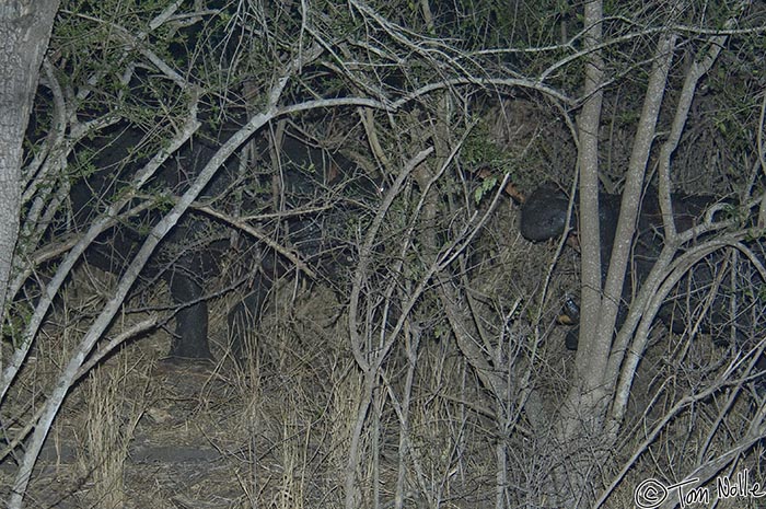 Africa_20081101_133156_275_2X.jpg - Two hippo bulls fight in heavy brush near the river in Londolozi Reserve, South Africa.  This particular battle ended with the death of one of the bulls.