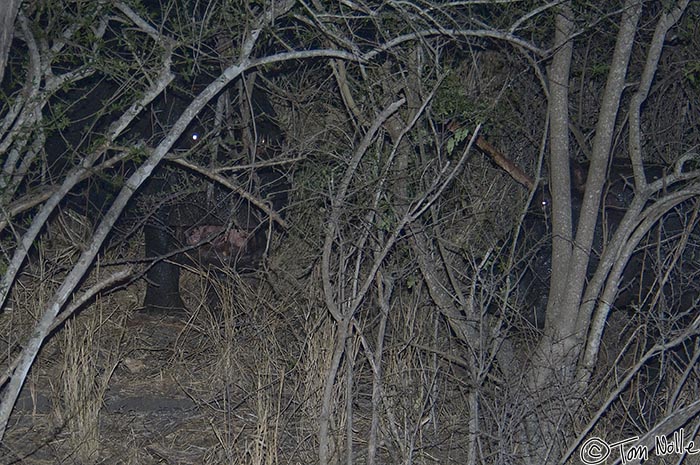 Africa_20081101_133200_276_2X.jpg - The two hippos pause to check out the intruders; we drove through brush right to the edge of the battle zone.  Londolozi Reserve, South Africa.