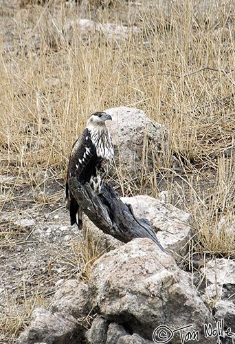 Africa_20081101_234816_284_2X.jpg - A juvenile fish eagle waits on a piece of log to see if anything interesting shows up in the water hole.  Londolozi Reserve, South Africa.