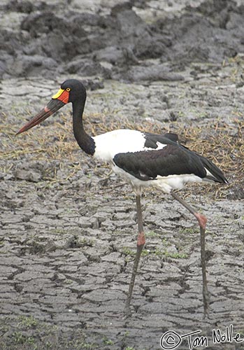 Africa_20081101_235024_296_2X.jpg - A saddle-billed stork wades in the remnants of a water hole in Londolozi Reserve, South Africa.