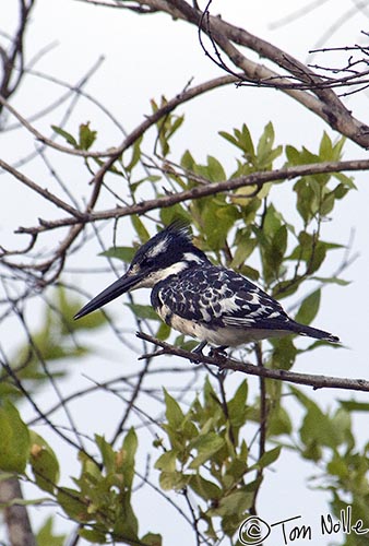 Africa_20081101_235808_305_2X.jpg - A pied kingfisher in a tree looking for a morning meal.  Londolozi Reserve, South Africa.