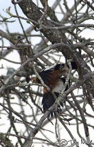 Africa_20081102_000726_308_2X.jpg - An African hoopoe grabs some air from a dry tree in Londolozi Reserve, South Africa.