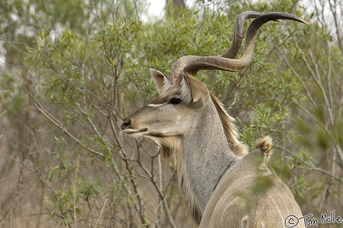 Africa_20081102_001016_315_2X.jpg - A kudu with a great set of horns preens for us in Londolozi Reserve, South Africa.