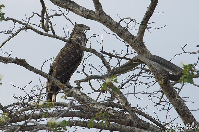 Africa_20081102_001228_326_2X.jpg - A black mamba and what may be an immature fish eagle share a tree in Londolozi Reserve, South Africa.