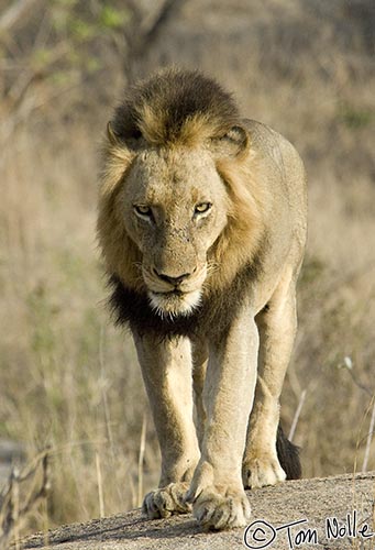 Africa_20081102_003752_360_2X.jpg - A male lion, one of a coalition that controls this part of the reserve, moves in closer.  Londolozi Reserve, South Africa.